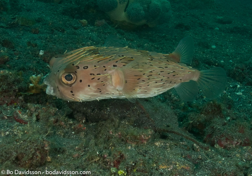 BD-090928-Lembeh-9284941-Diodon-holocanthus.-Linnaeus.-1758-[Longspined-porcupinefish.-Brunfläckig-igelkottfisk].jpg